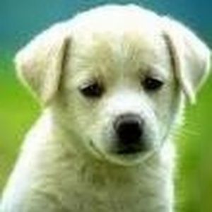 Meet your Posher, Sophie